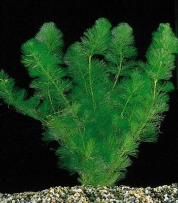Cabomba croliniana