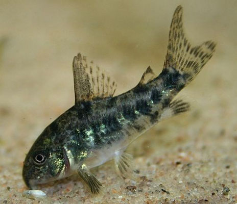 corydoras paleatus