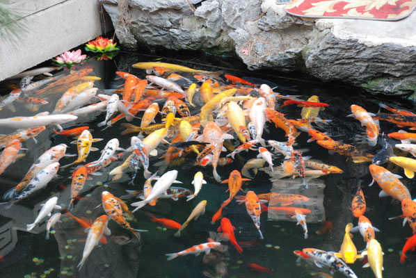 Carpa koi mix