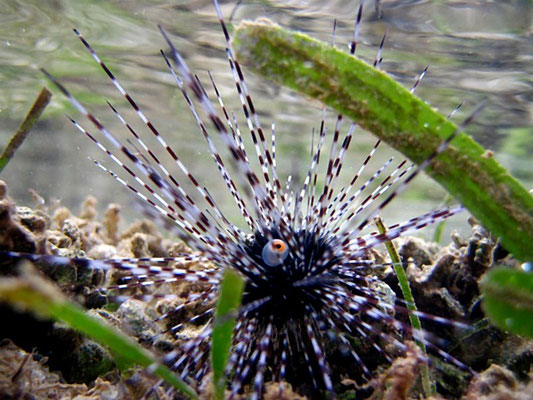Echinotrix calamaris