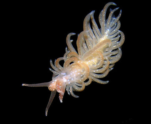 Spurilla Neapolitana