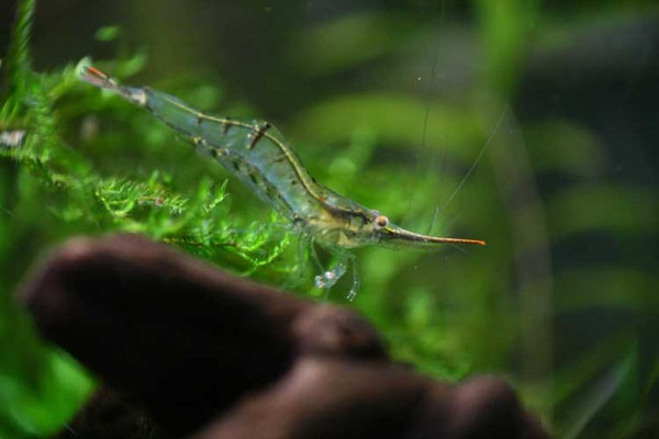 Neocaridina gracilirostris