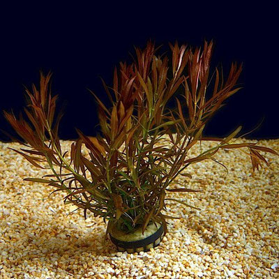 Ludwigia arcuata