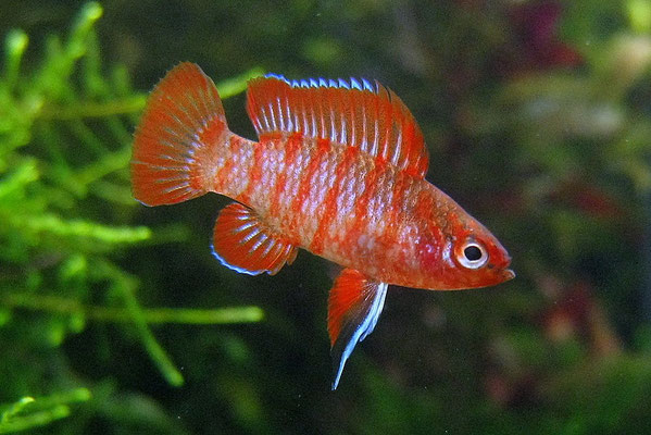 dario dario