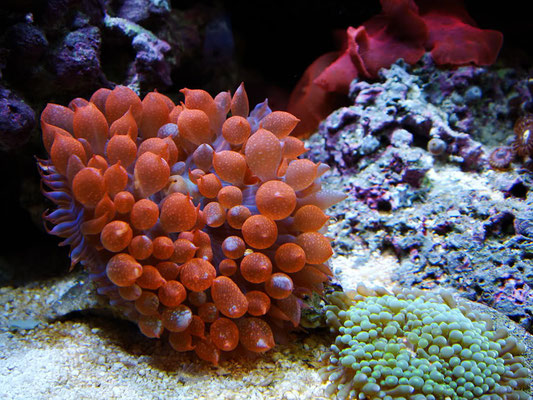 Rhodactis sanctithomae