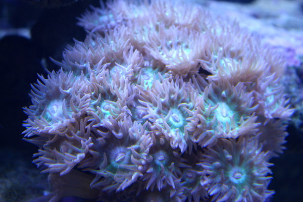 Duncanosammia