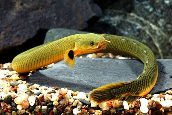 calamoicthys