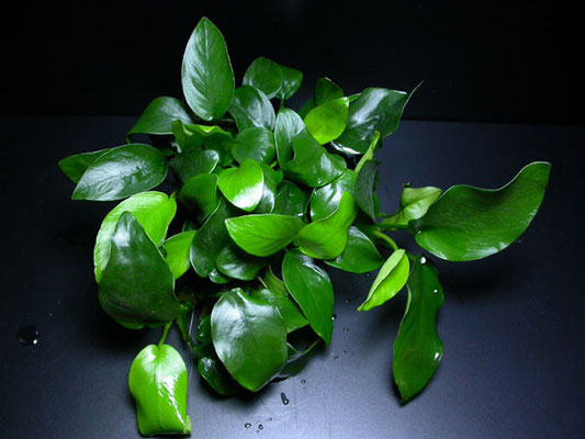Anubias nana 