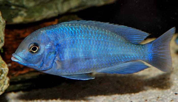 cyrtocara moori