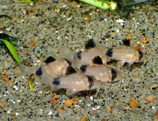 corydoras panda