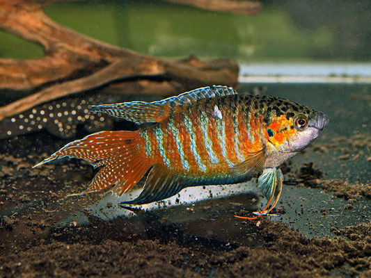 macropodus opercolaris 