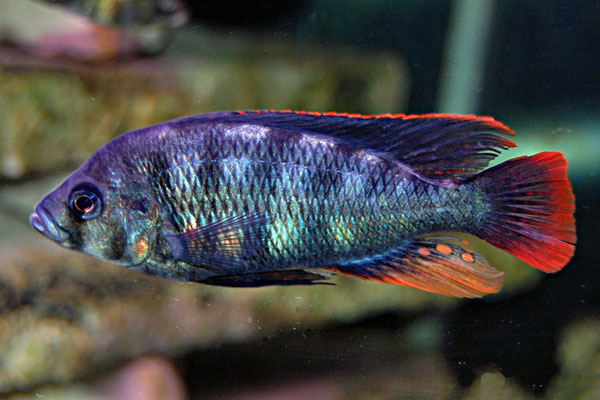 Haplocromis blu rock