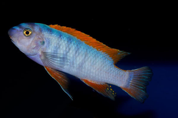 labeotropheus trewavasae