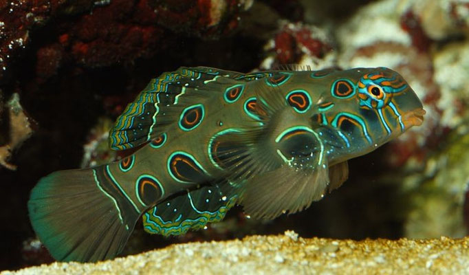 synchiropus picturatus