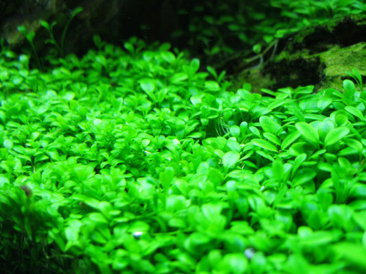 Glossostigma_elatinoides