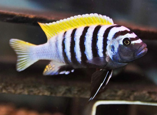 cynotilaphia afra