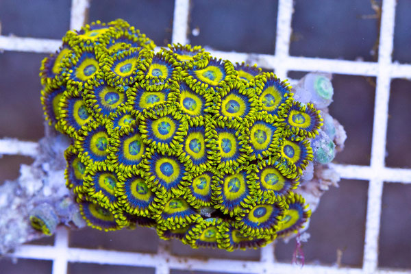 Zoanthus mix