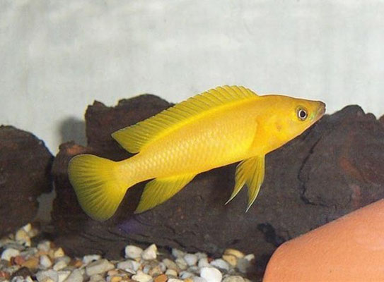 neolamprologus leleupi