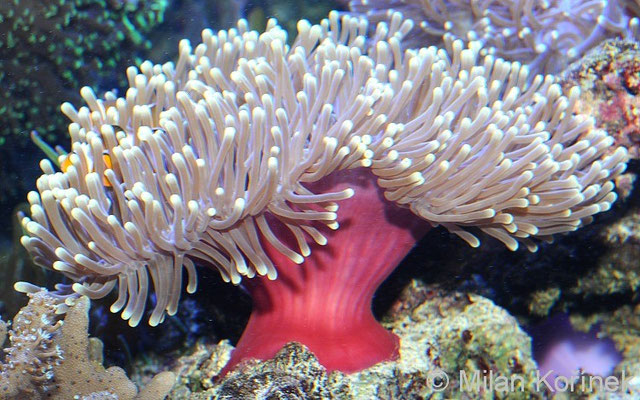 Heteractis magnifica