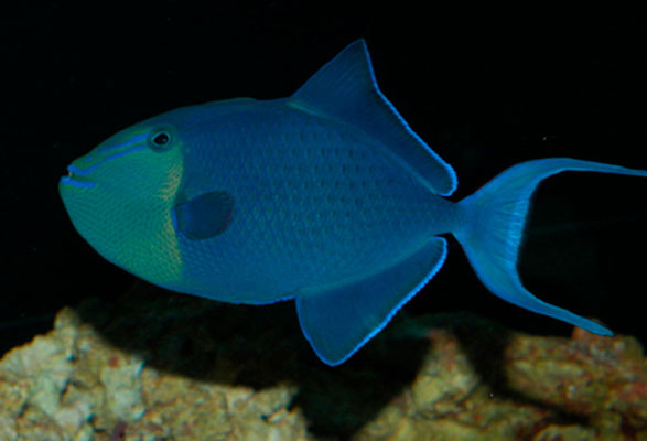 odonus niger