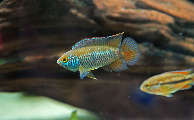 nannacara anomala