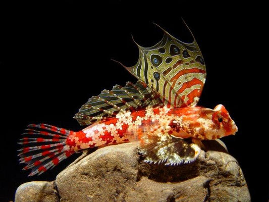 synchiropus stellatus