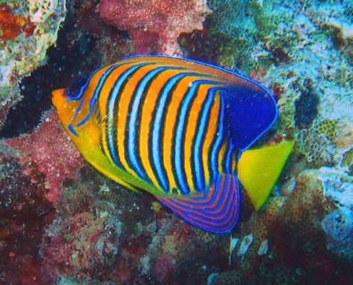 pygoplytes diacanthus