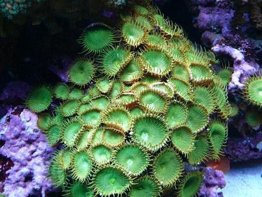 Protopalythoa green