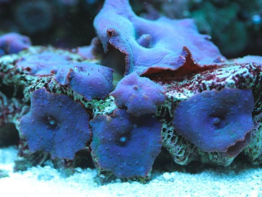 Discosoma blu