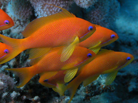 Anthias