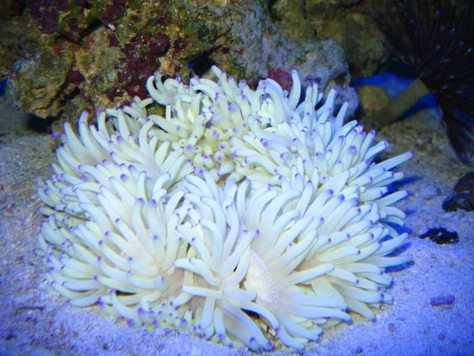 Heteractis crispa