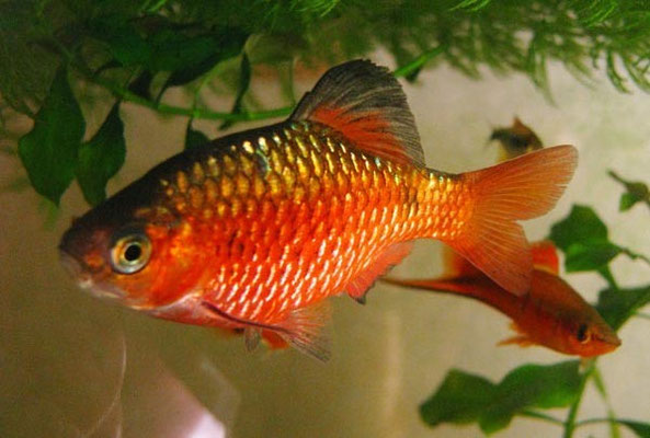 barbus conconius