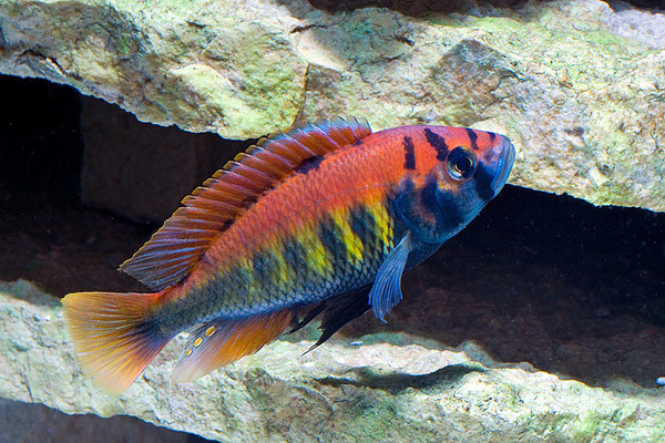 Haplocromis nyererei