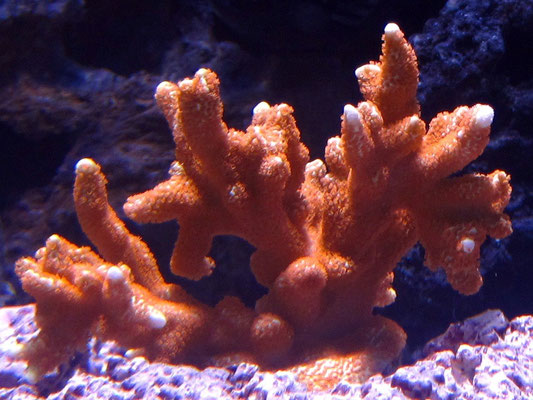 Montipora digitata
