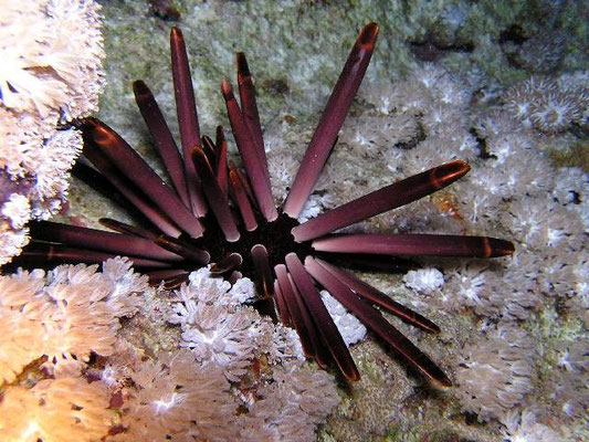 Heterocentrotus mammillatus ( riccio matita )