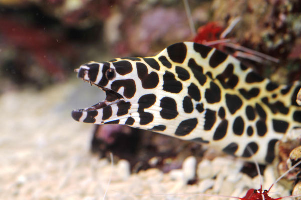 Gymnothorax favagineus