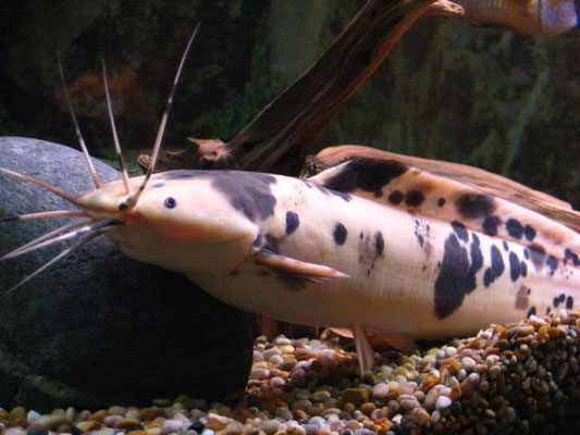 Claris batrachus