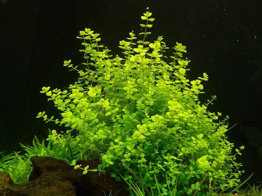 micrantherum umbrosum