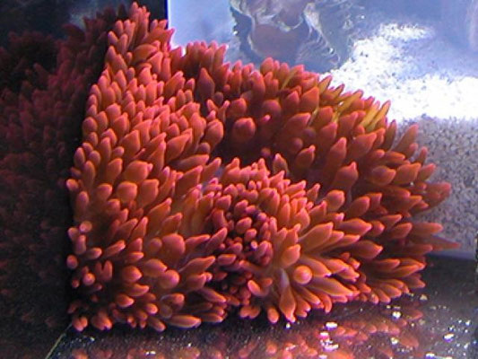 Entacmea quadricolor