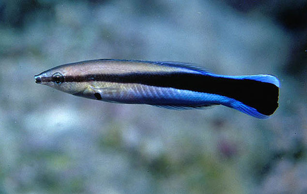 labroides dimidiatus