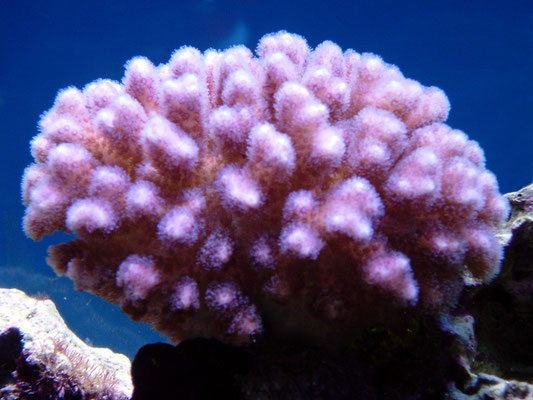 pocillopora pink