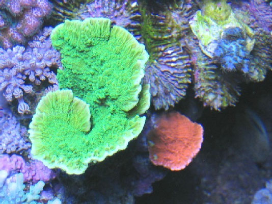 Montipora fogliosa verde