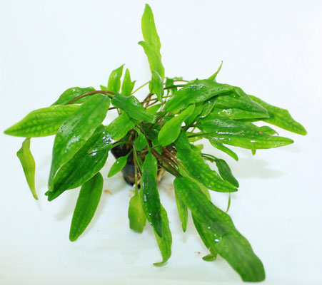 Cryptocoryne wenditii