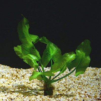 Nuphar japonica