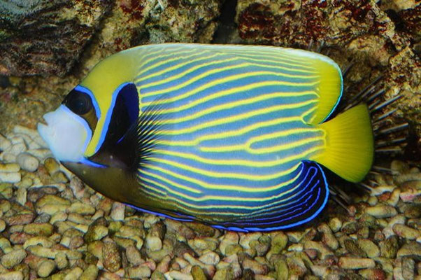 pomacanthus imperator (adulto)