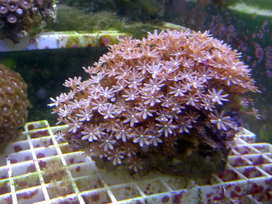 Clavularia sp