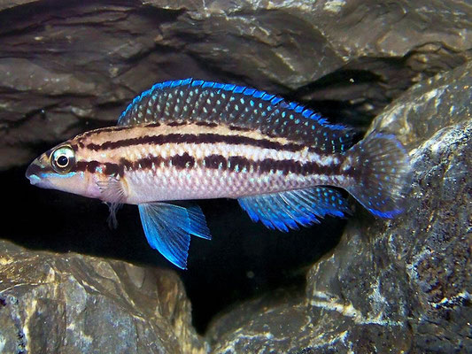 julidochromis dickfeldi