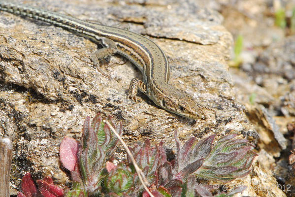Iberian Wall Lizard - Podarcis hispanicus - morphotype 1A