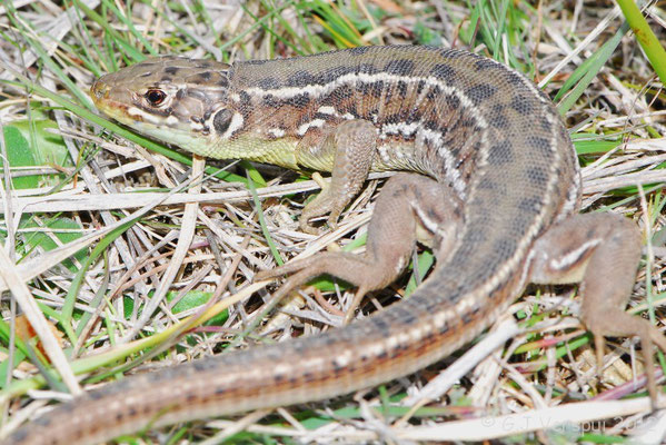 Western Green Lizard - Lacerta bilineata