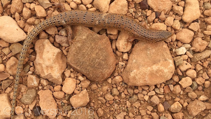 Chalcides ocellatus